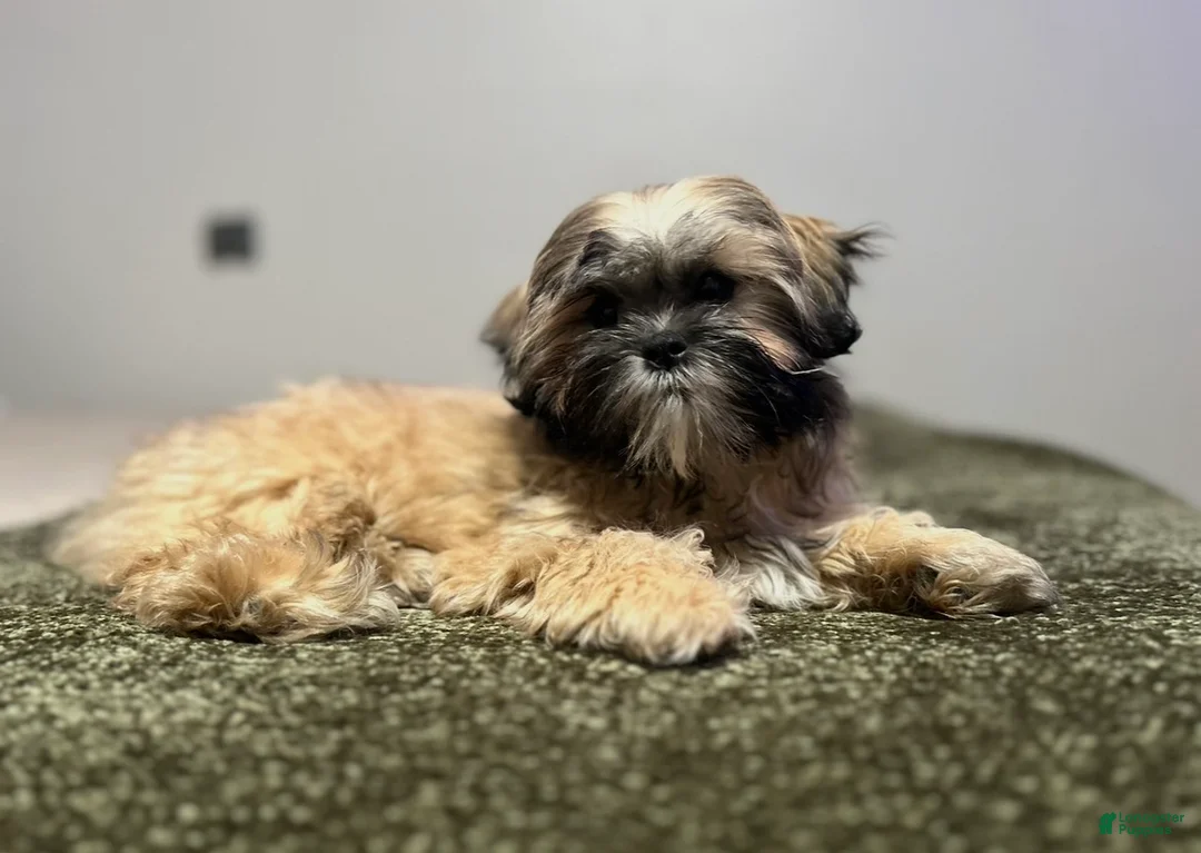 Shihpoo dogs for sale: Shihpoo Puppy 1 - Ad 2