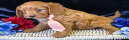 Cavapoo dogs for sale: Reef - Ad 3