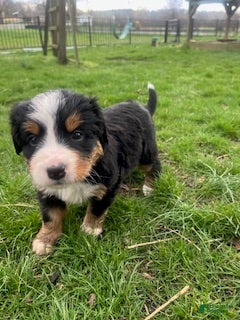 Bernese Mountain Dog dogs Yellow_reserved - Ad 35