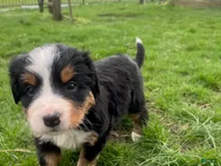 Bernese Mountain Dog dogs Yellow_reserved - Ad 35