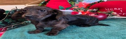 Miniature Dachshund dogs for sale: Bess - Ad 2