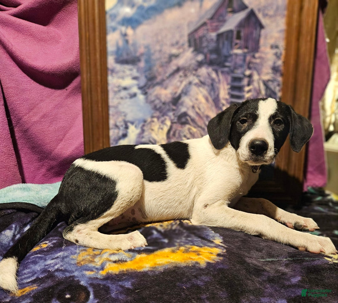 Border Collie dogs for sale: Dolly - Ad 6