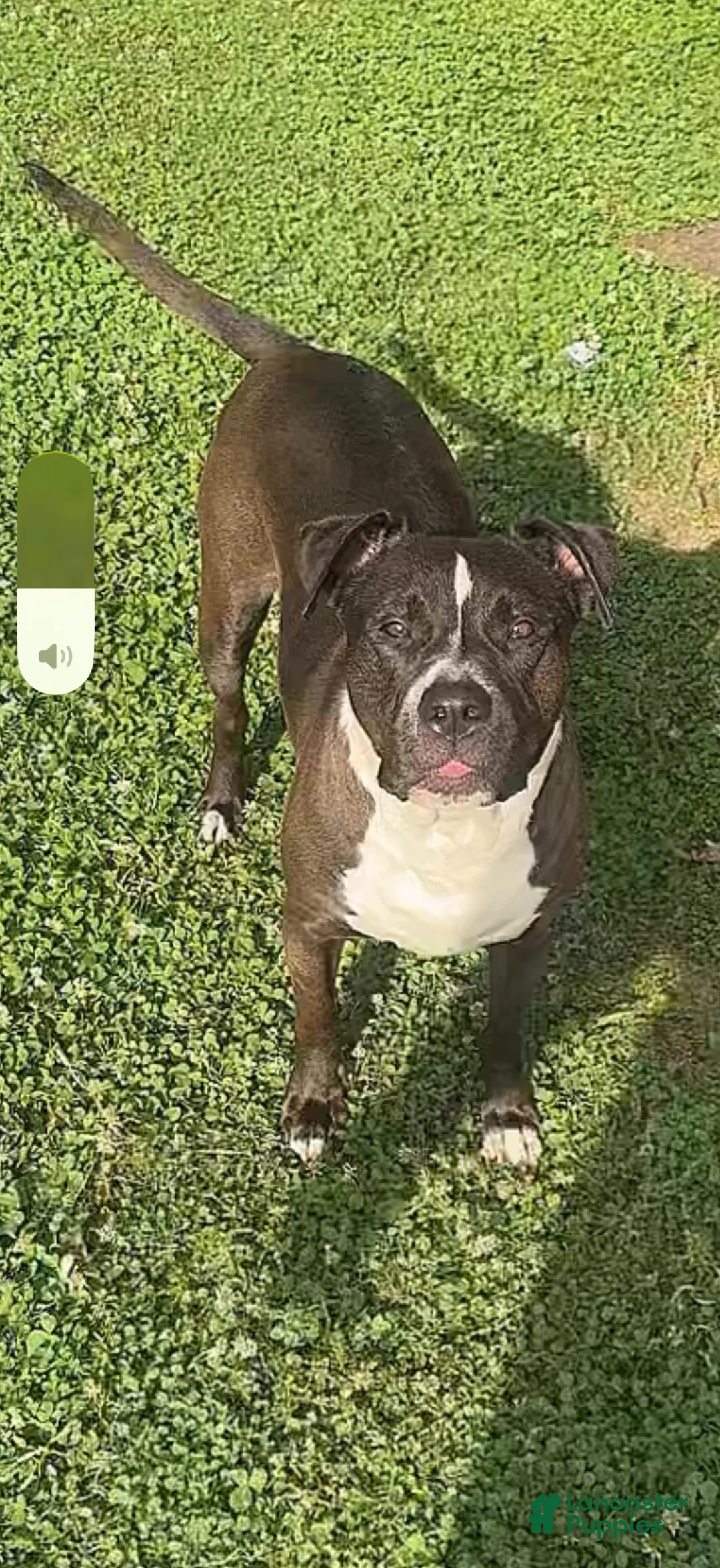 American Pit Bull Terrier dogs for sale: American Pit Bull Terrier Puppy 1 - Ad 4