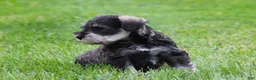 Miniature Schnauzer dogs for sale: Stetson  - Ad 6