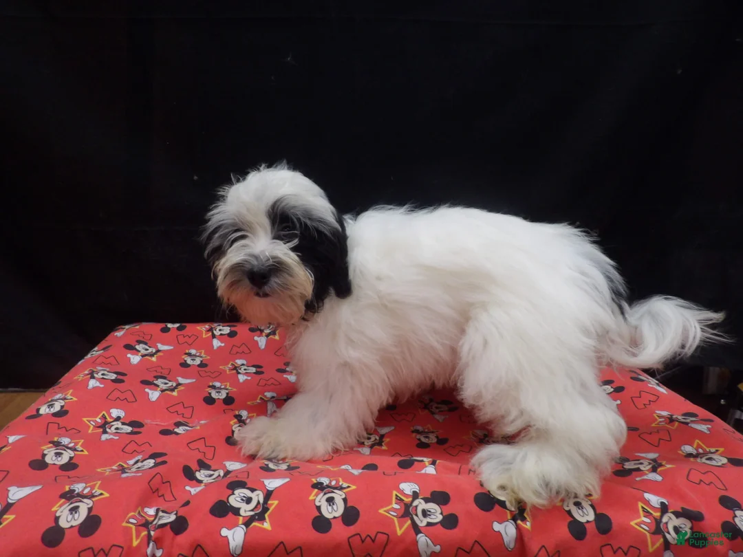 Shihpoo dogs for sale: Jag  - Ad 1