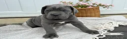 Cane Corso dogs for sale: Bane - Ad 5