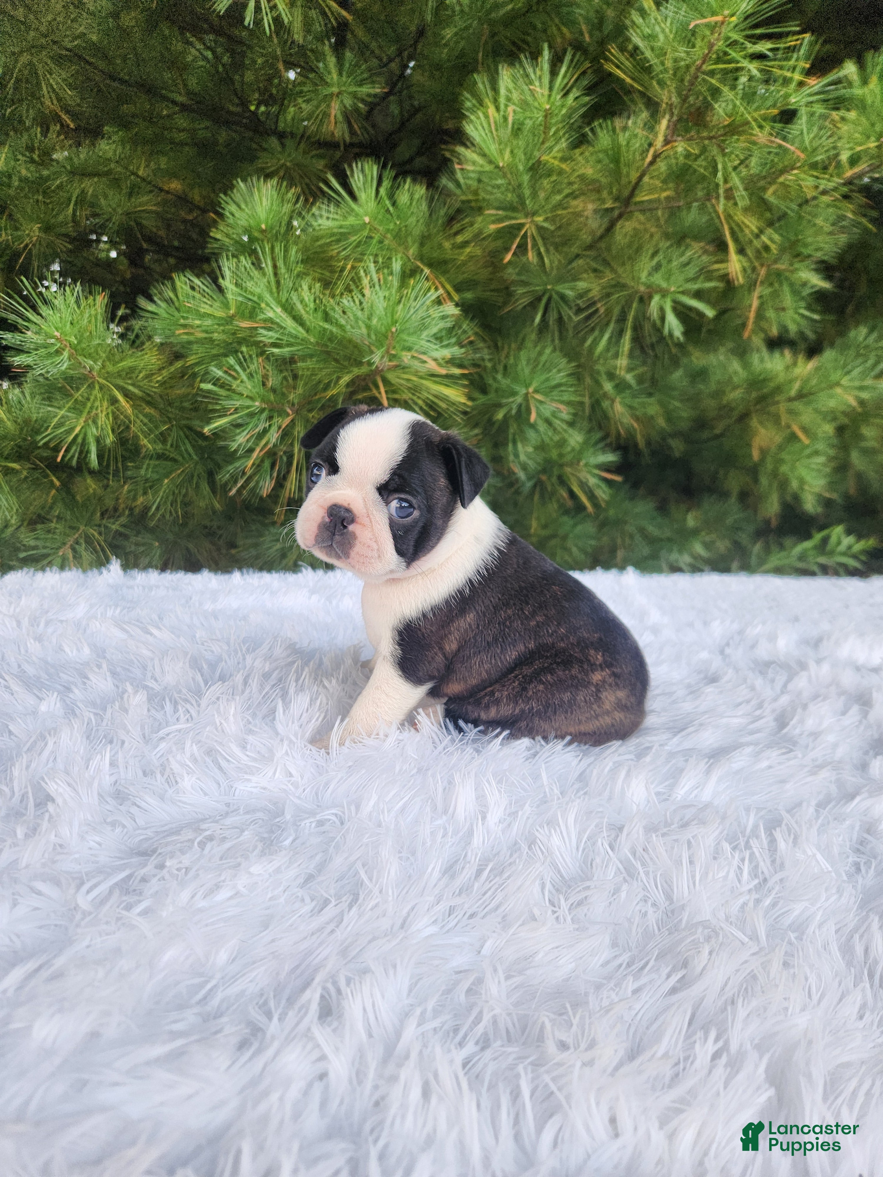 Boston Terrier dogs Pumpkin - Ad 1