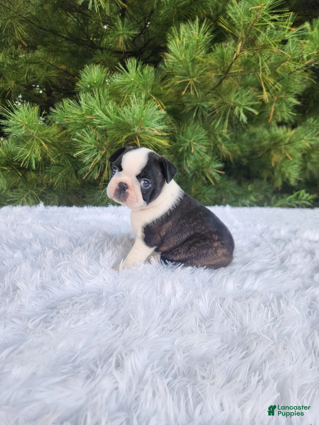 Boston Terrier dogs for sale: Pumpkin - Ad 1