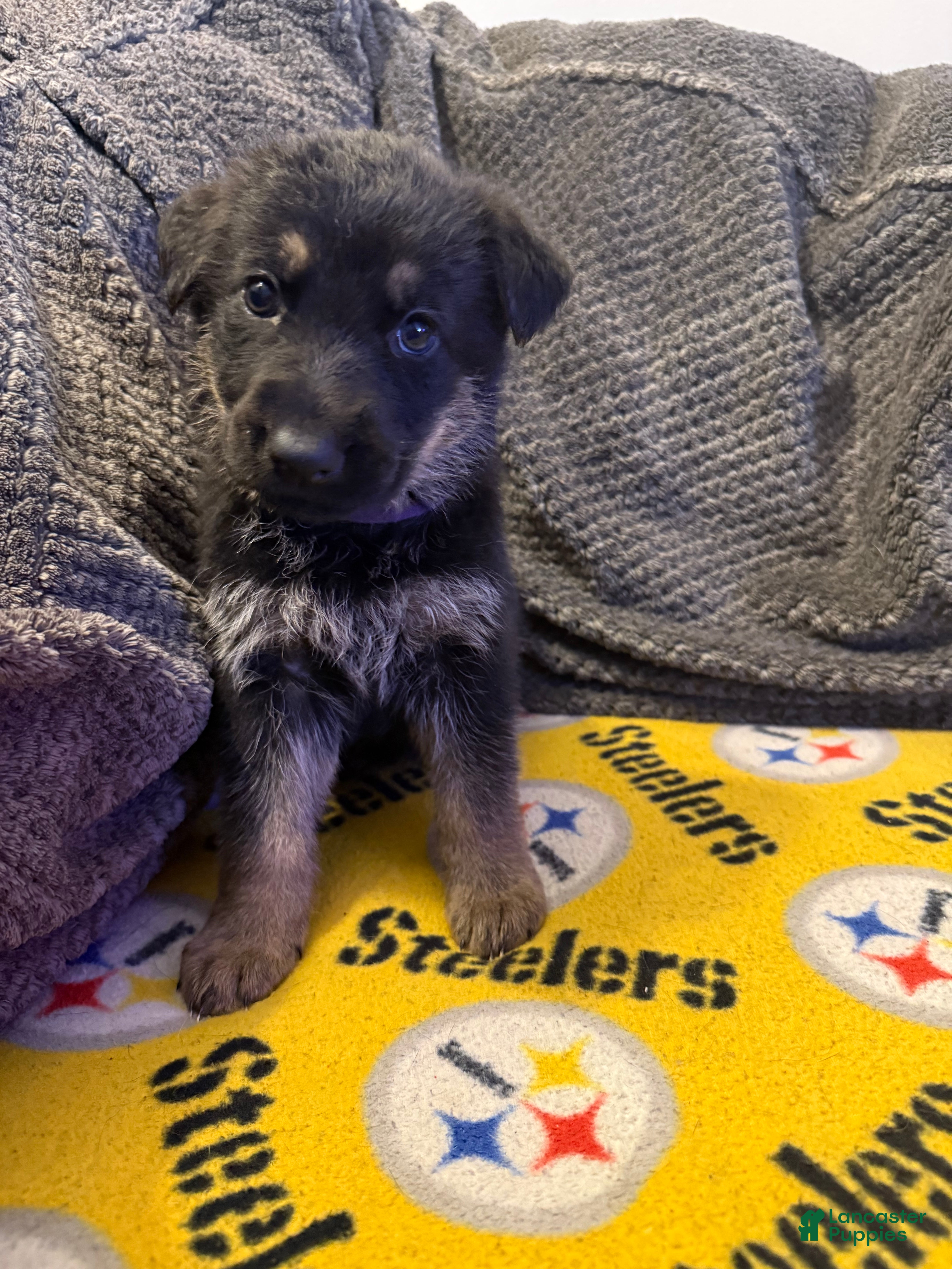 German Shepherd dogs Suzie - Ad 12