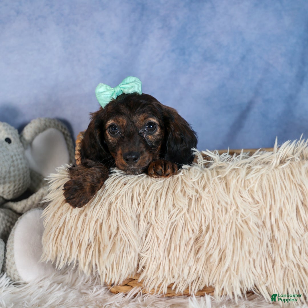 Miniature Dachshund dogs for sale: Cleo - Ad 27