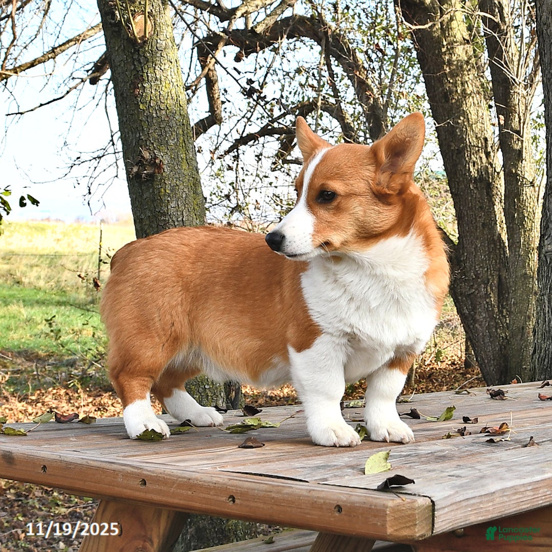 Welsh Corgi Pembroke dogs for sale: Jack - Ad 2