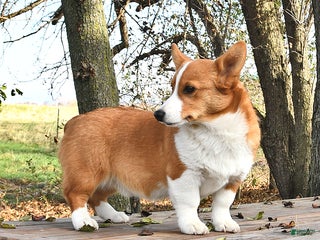 Welsh Corgi Pembroke dogs Jack - Ad 30