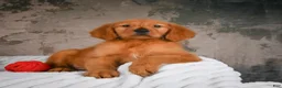 Golden Retriever dogs for sale: Penny - Ad 5