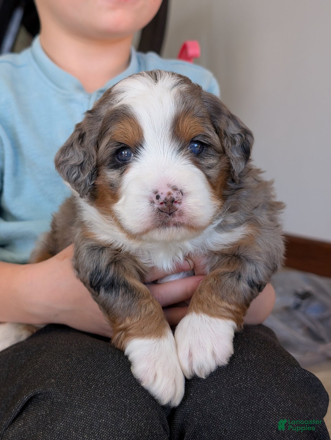Mini Bernedoodle dogs for sale: Mini Sadie  - Ad 12