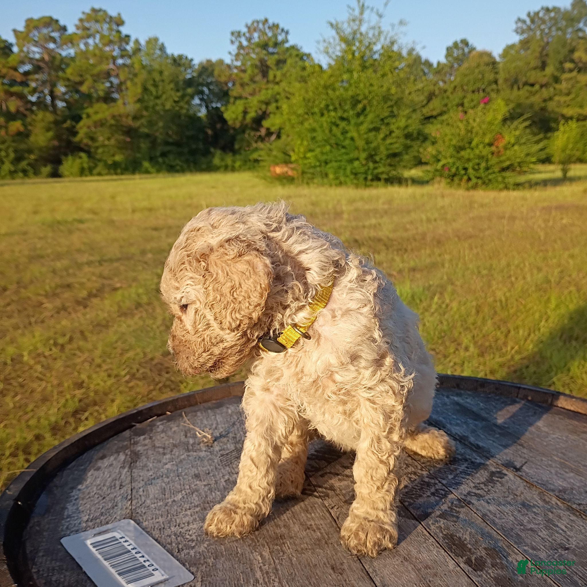 Goldendoodle dogs Yellow  - Ad 2