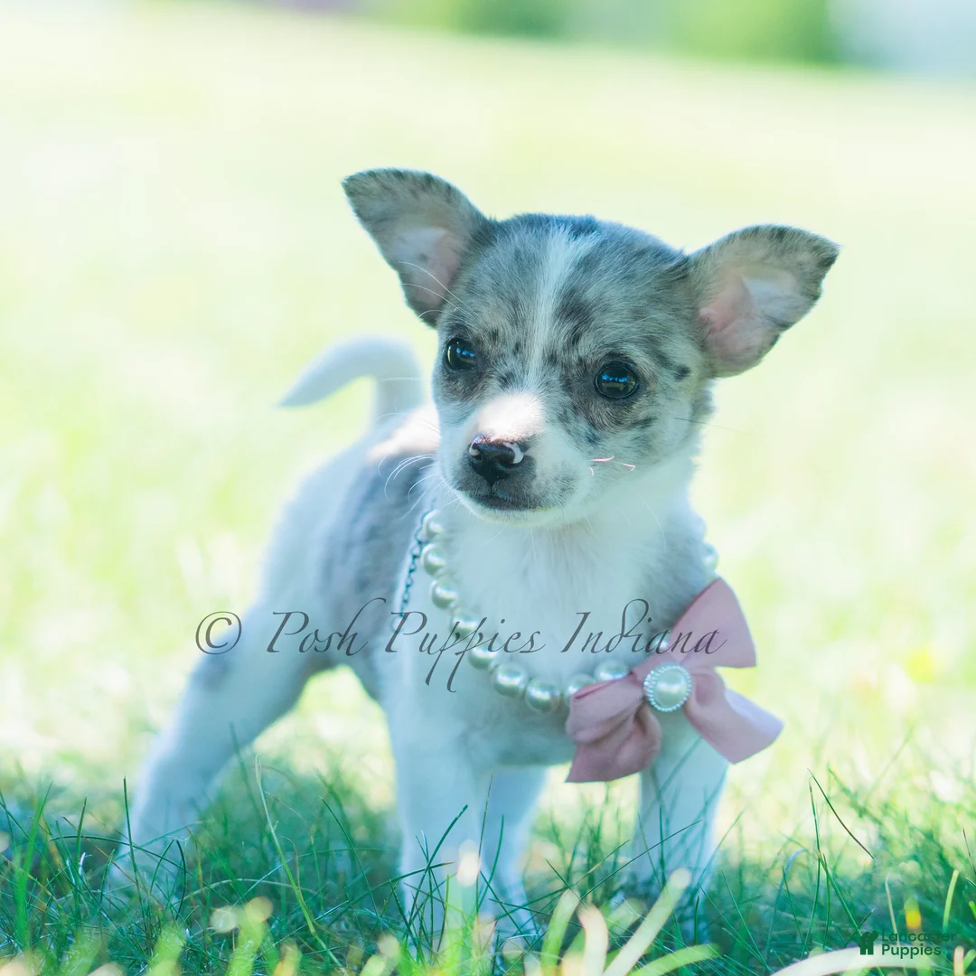 Chihuahua dogs for sale: Prada - Ad 1