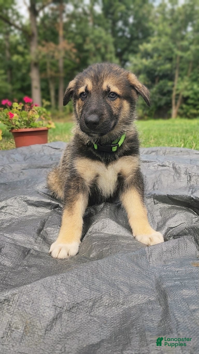Gerberian Shepsky dogs for sale: Snickers - Ad 3