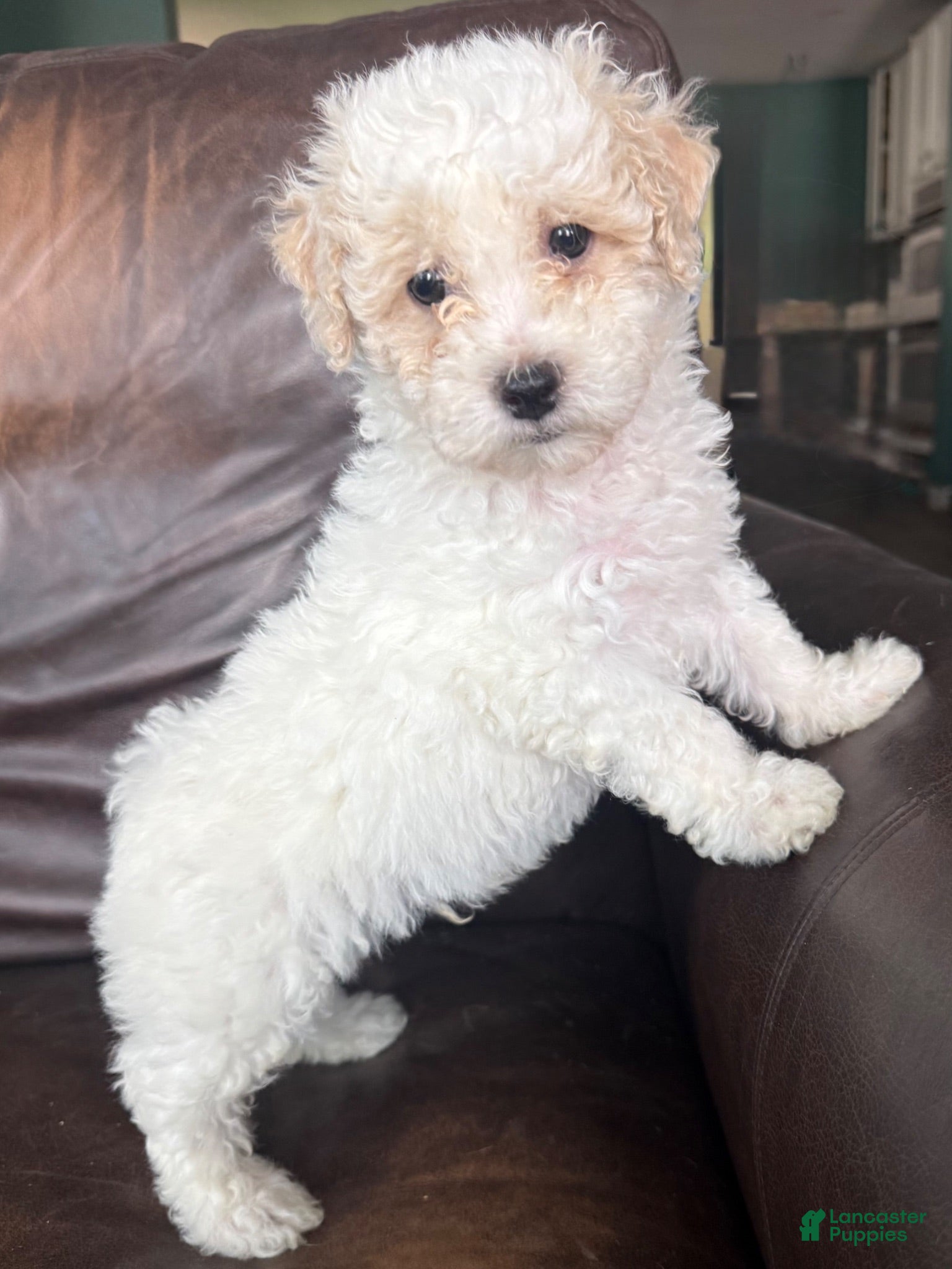 Bichpoo dogs Bentley - Ad 2