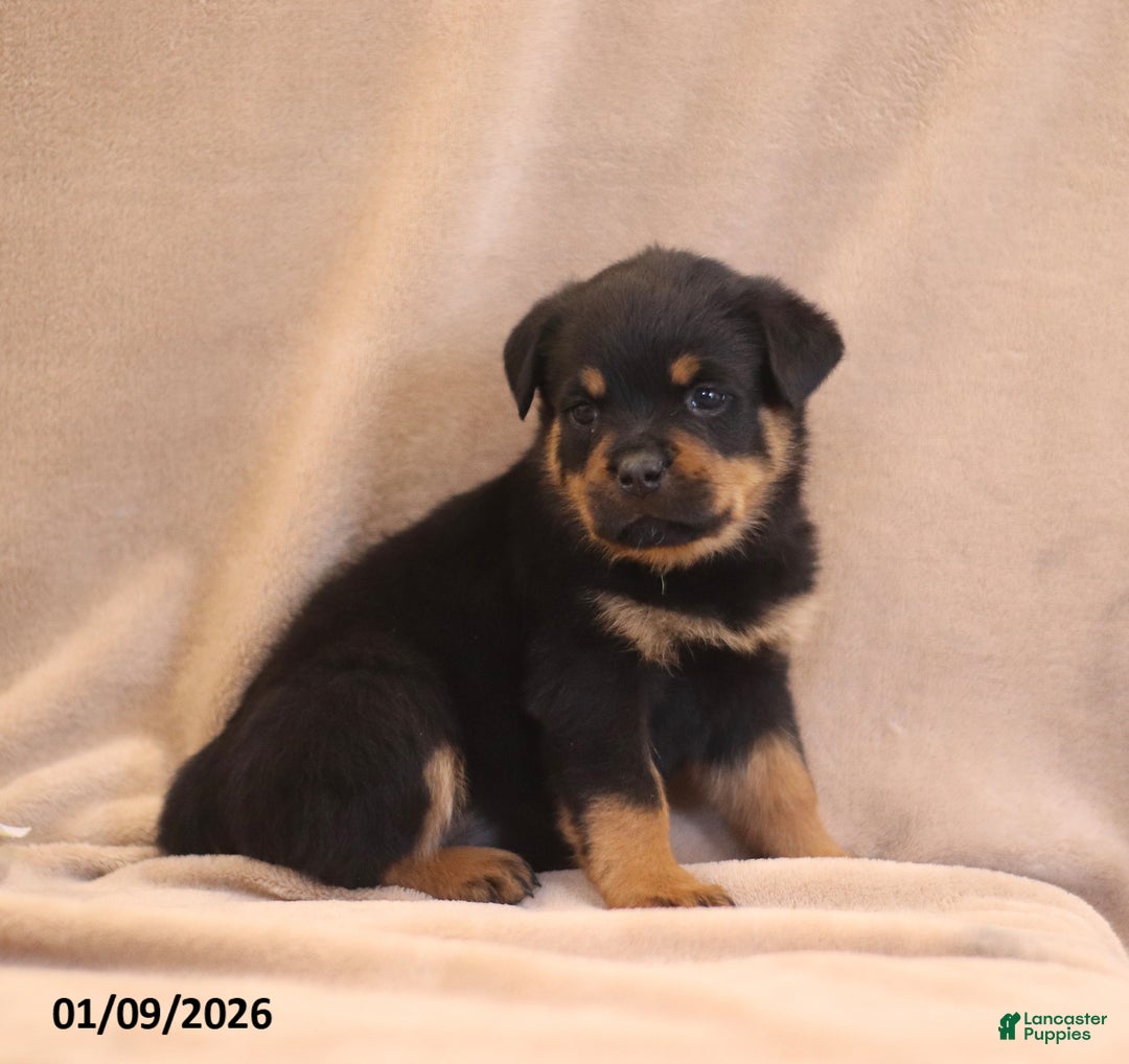Rottweiler dogs for sale: Tina - Ad 4
