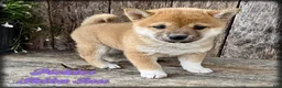Shiba Inu dogs for sale: Pickles - Ad 1