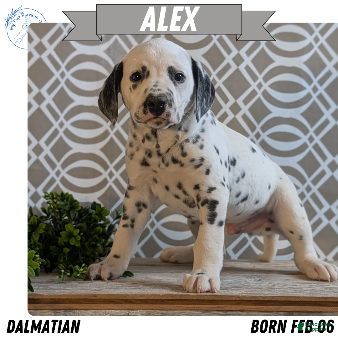 Dalmatian dogs for sale: Alex - Ad 1