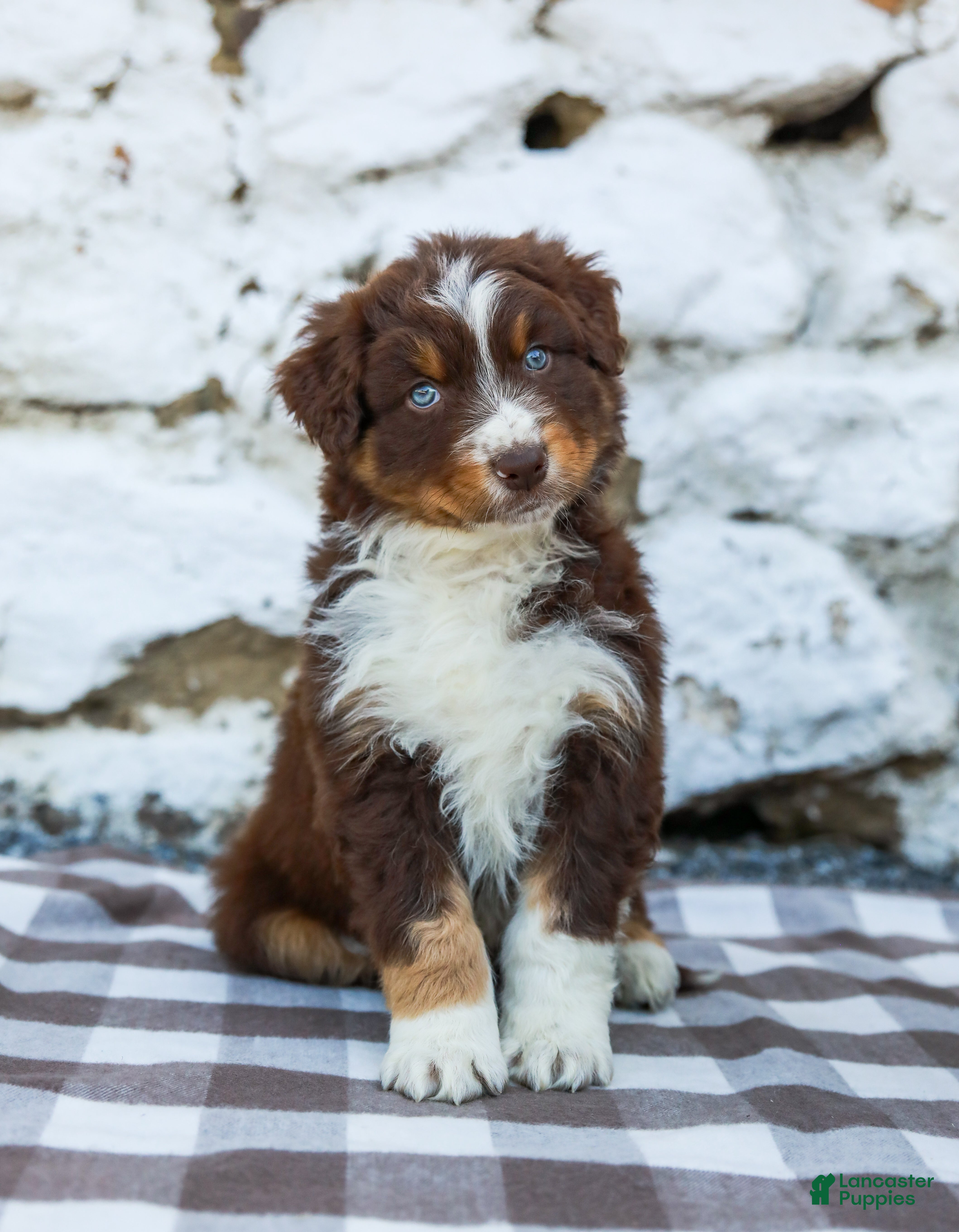 Australian Shepherd dogs Max - Ad 1