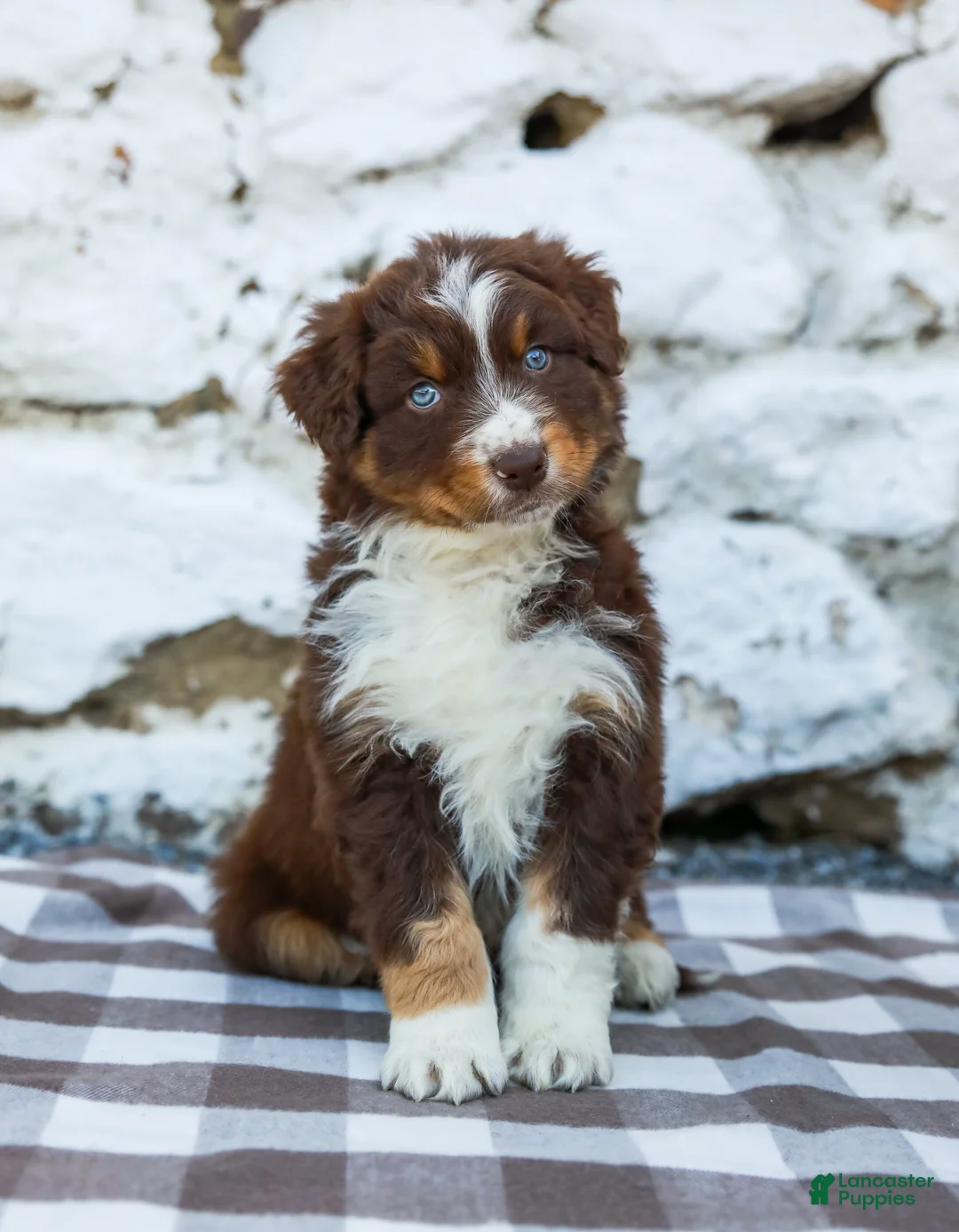 Australian Shepherd dogs for sale: Max - Ad 1