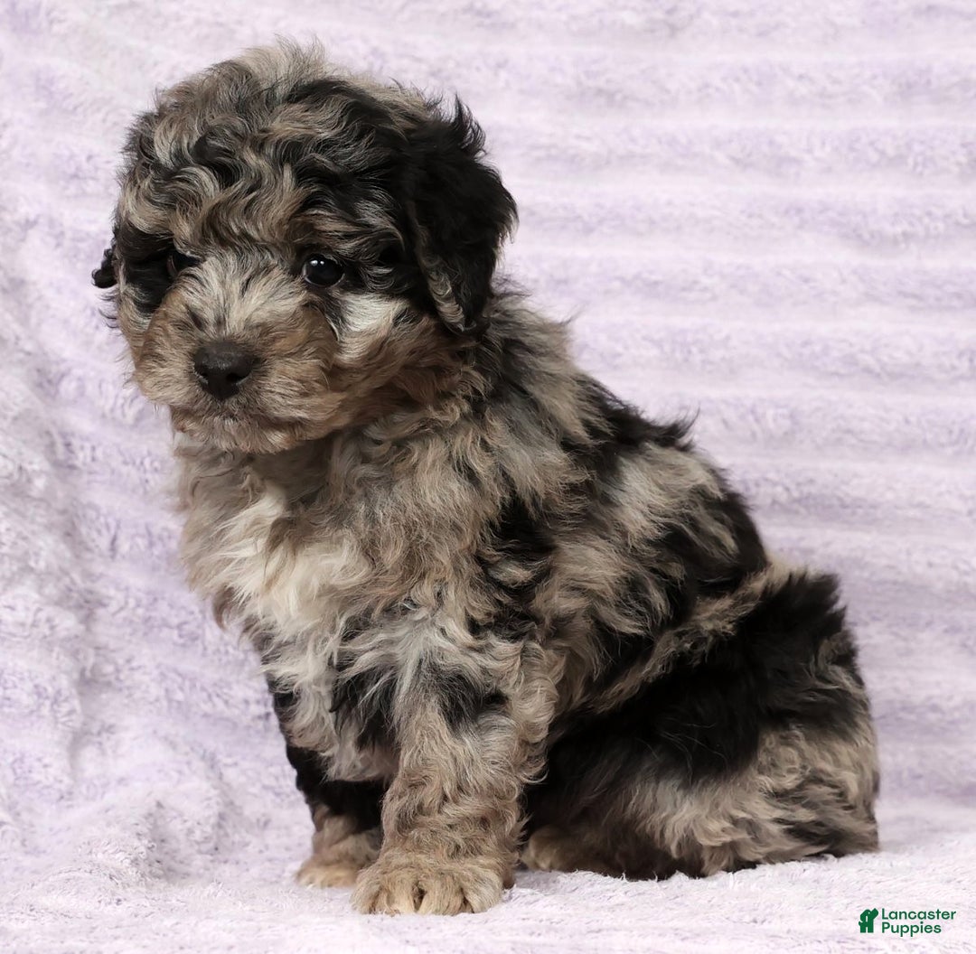 Mini Aussiedoodle dogs for sale: Molly - Ad 9