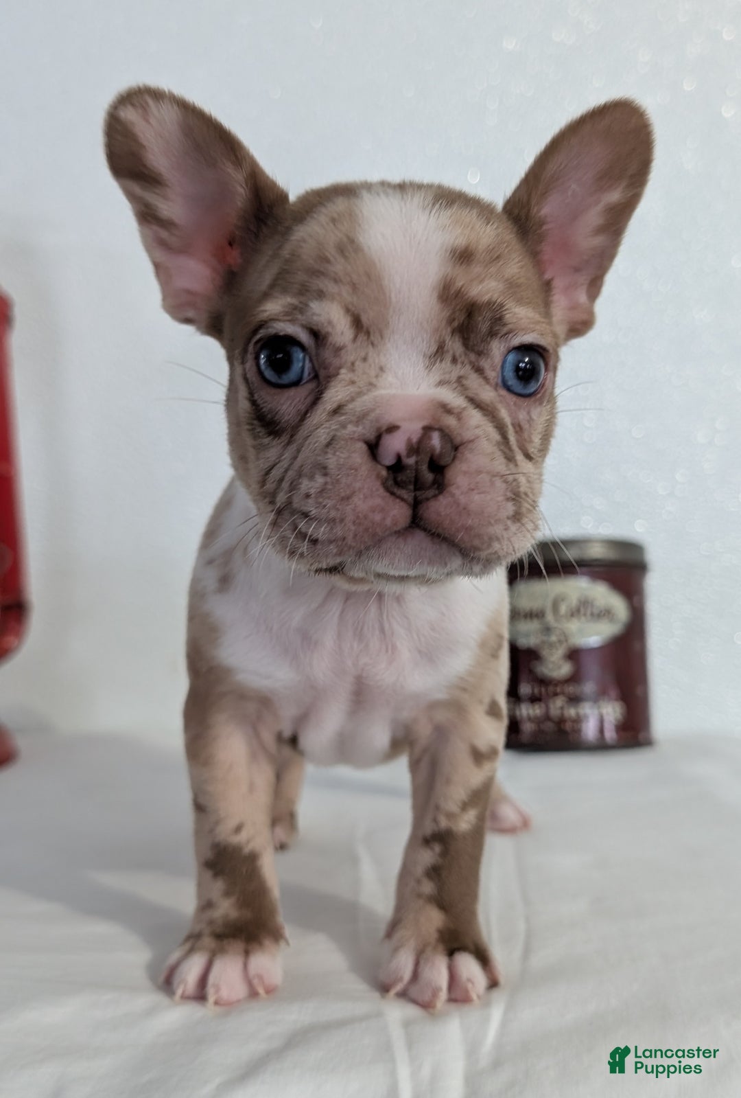 Frenchton dogs for sale: Logan - Ad 3