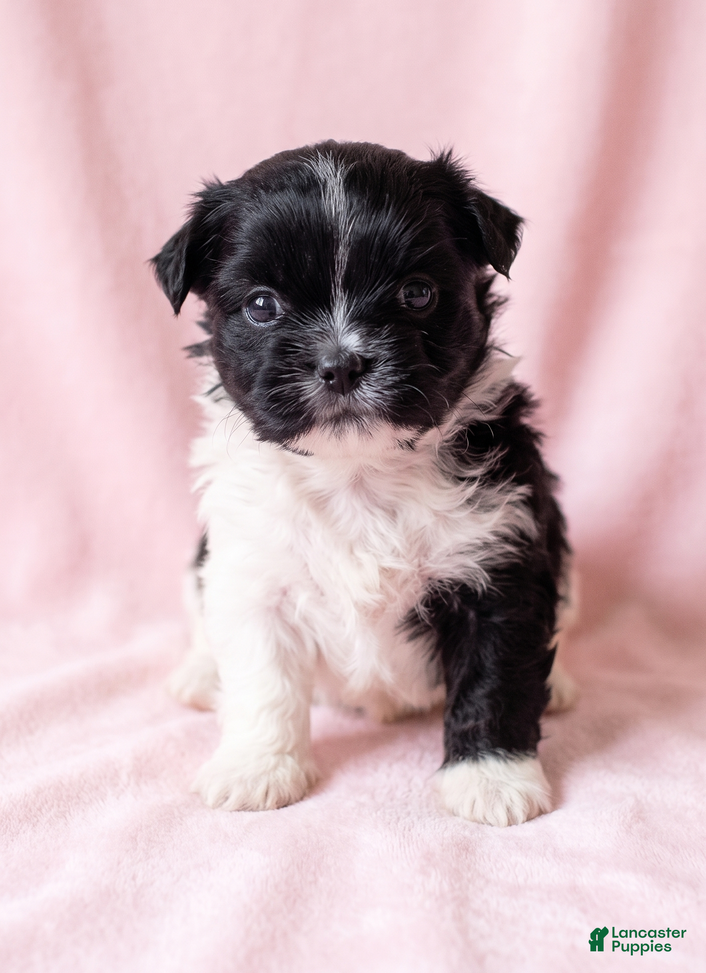 Mixed Breed dogs Michelle - Ad 1