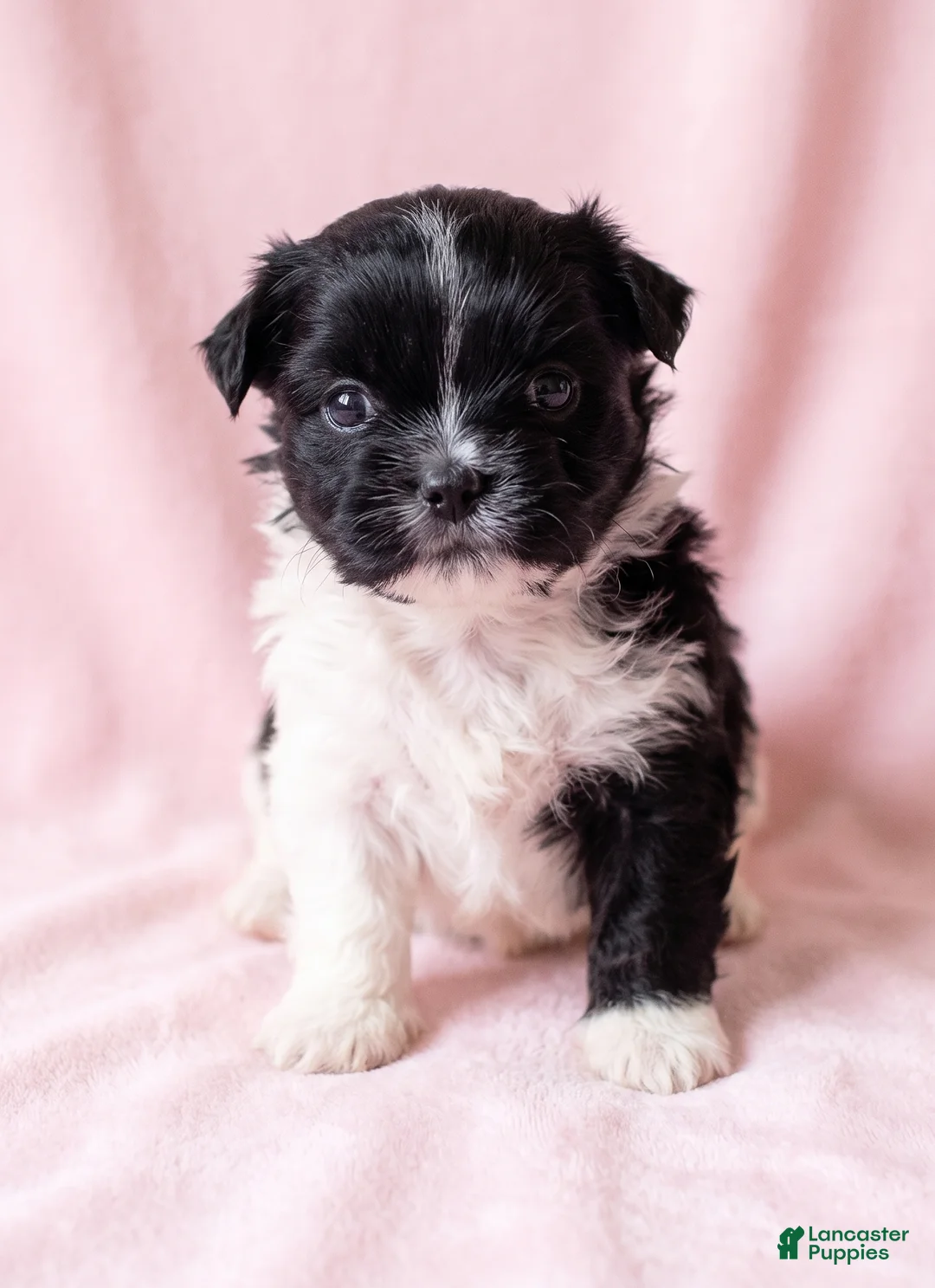 Mixed Breed dogs for sale: Michelle - Ad 1