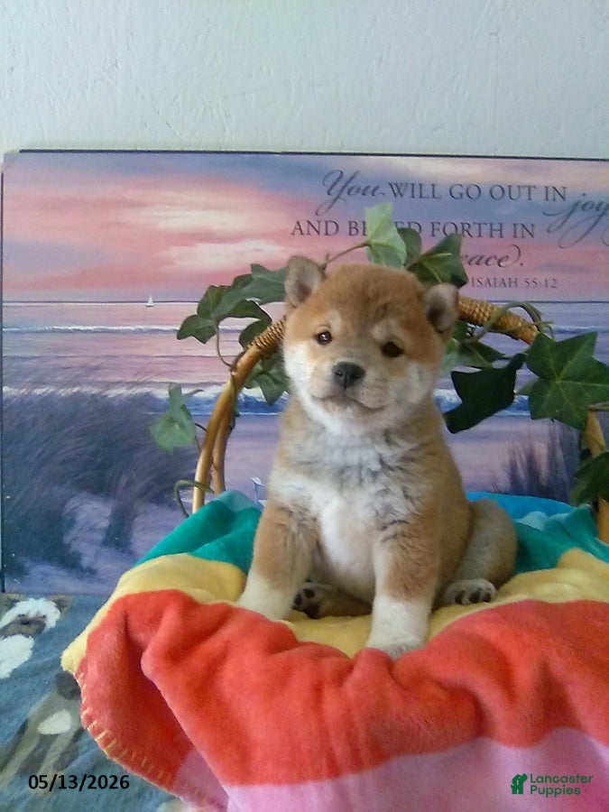 Shiba Inu dogs Wanda - Ad 1