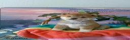Shiba Inu dogs for sale: Wanda - Ad 1