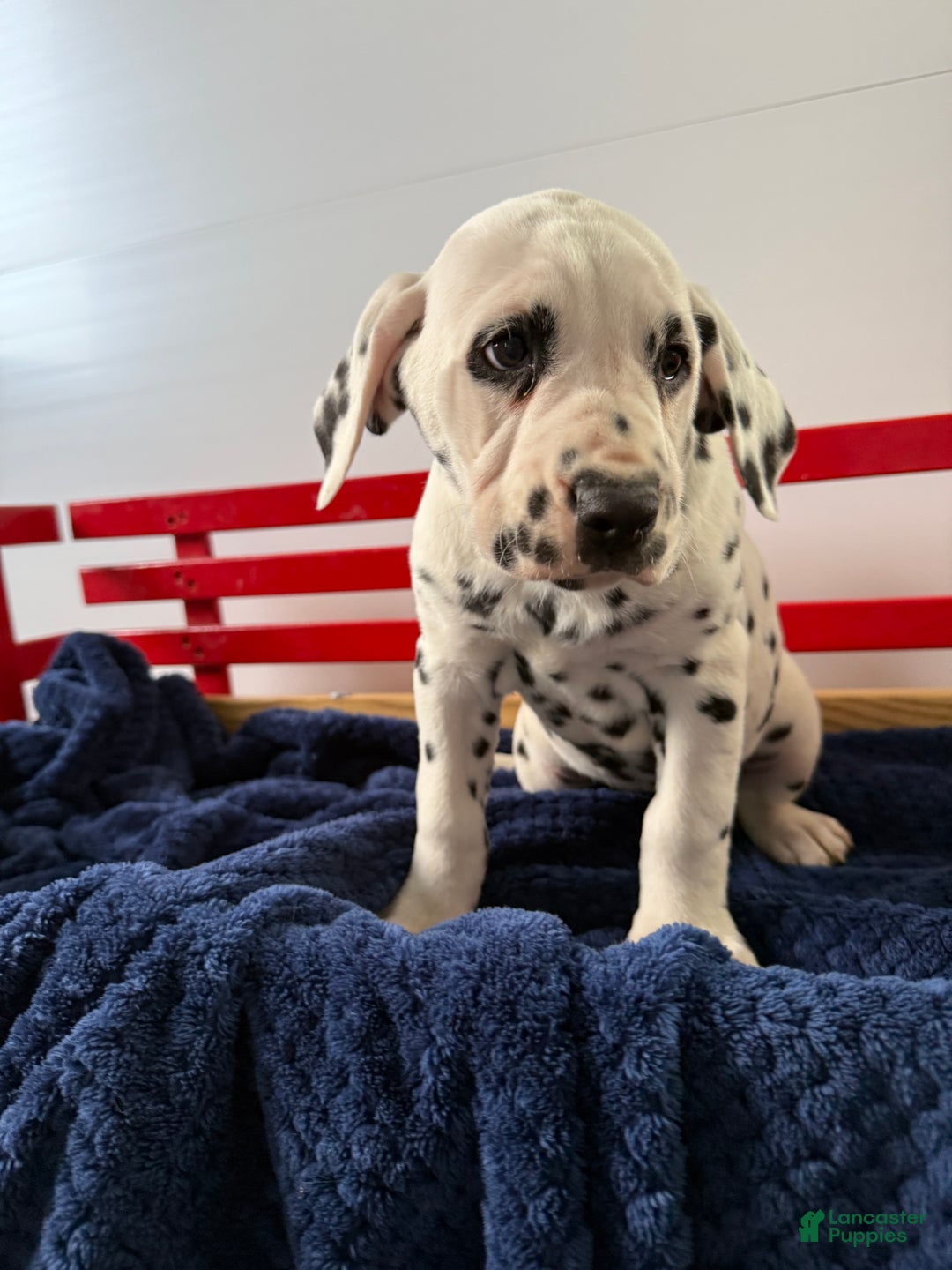 Dalmatian dogs for sale: Trinity - Ad 7