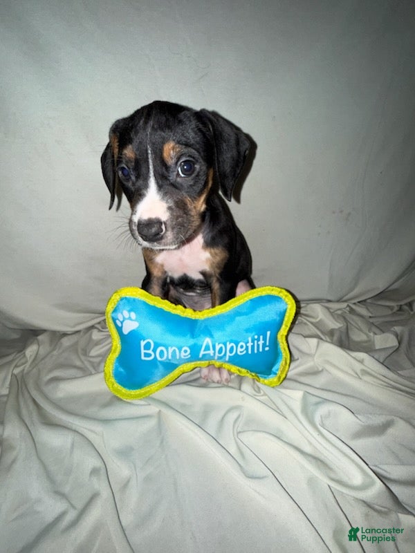 Mixed Breed dogs Boy 2 - Ad 9