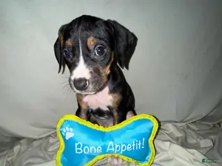 Mixed Breed dogs Boy 2 - Ad 17