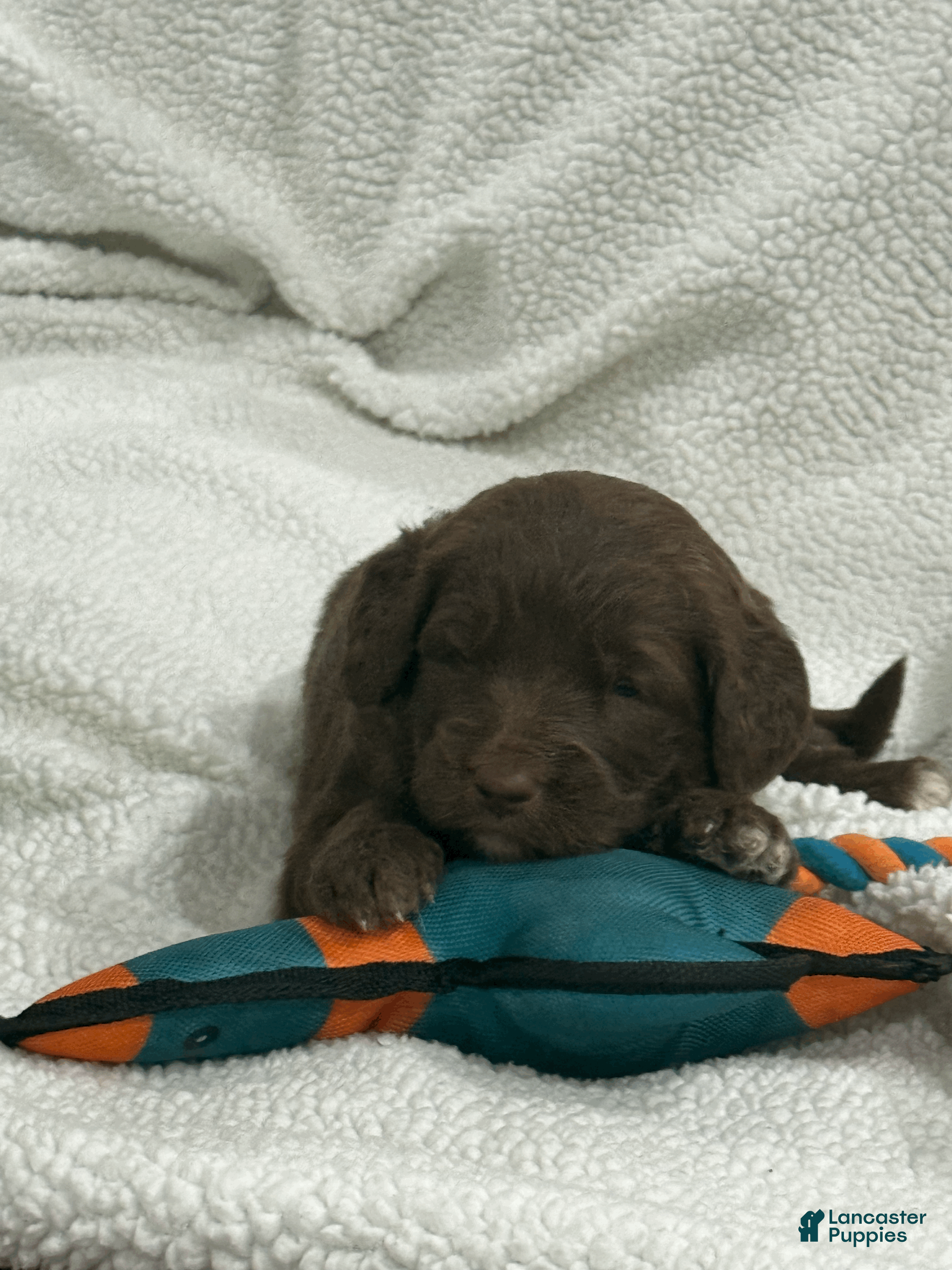 Goldendoodle dogs Red - Ad 2
