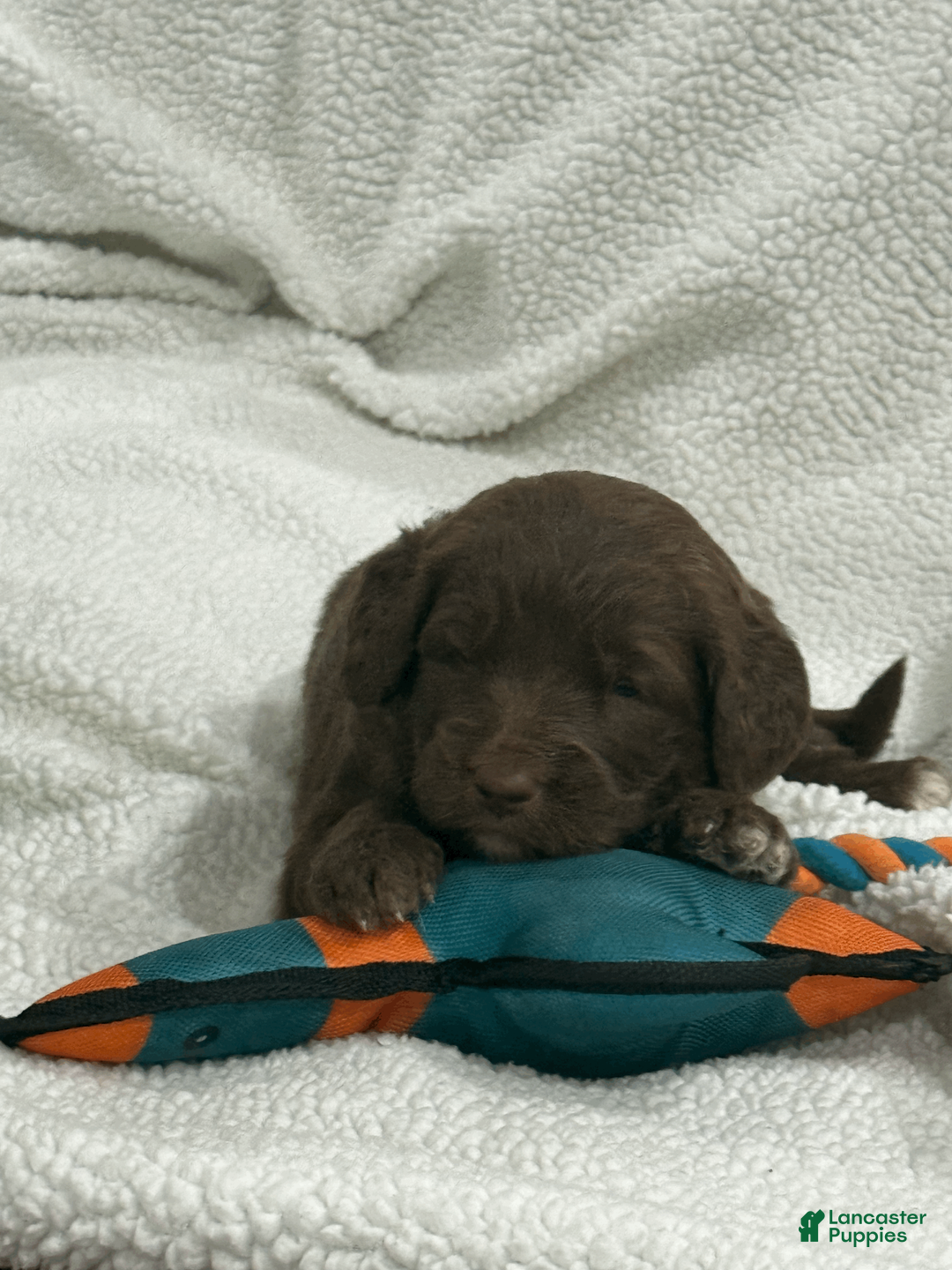 Goldendoodle dogs for sale: Red - Ad 2