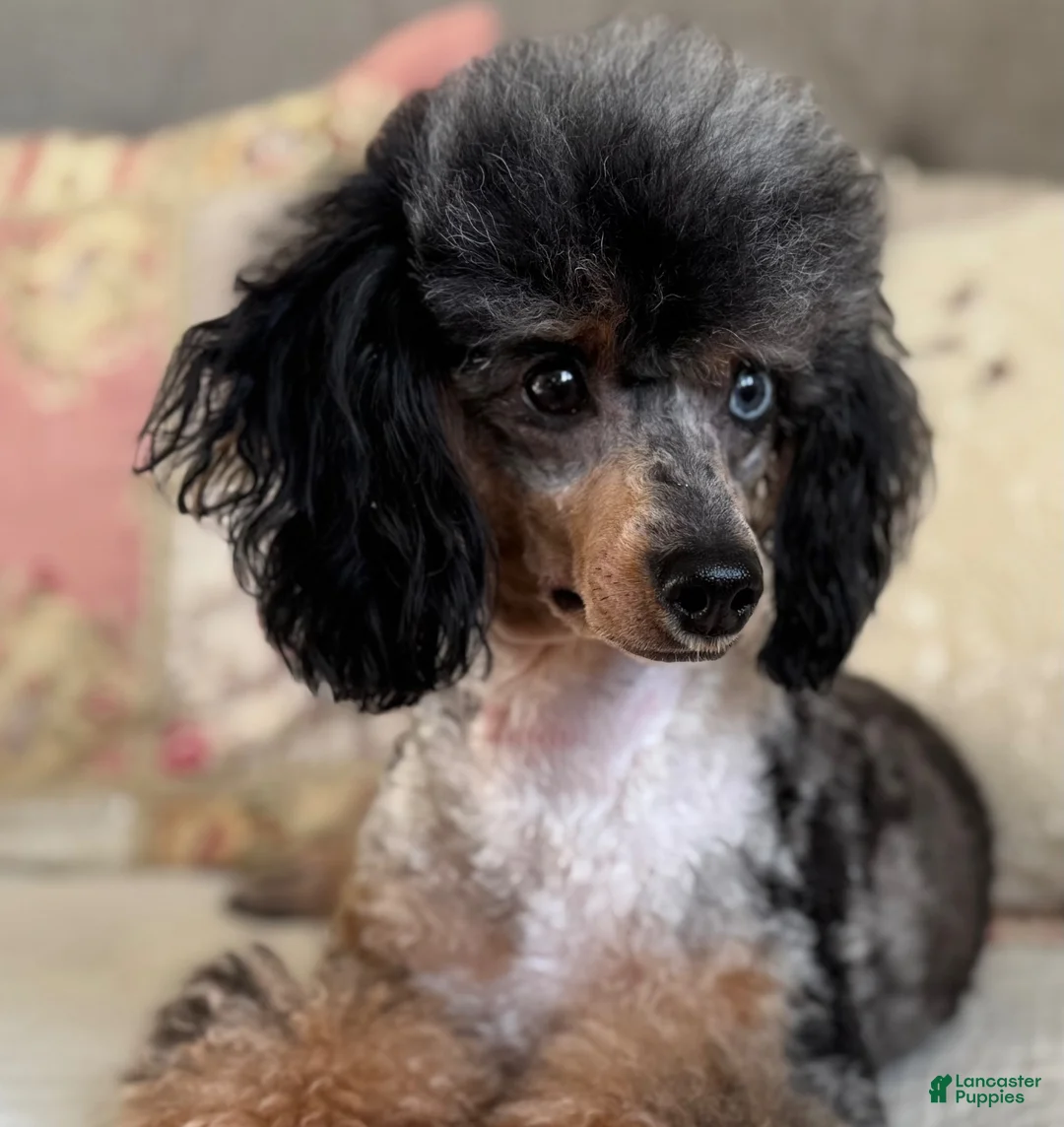 Miniature Poodle dogs for sale: Artie - Ad 15