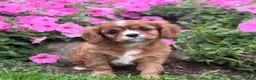Cavalier King Charles Spaniel dogs for sale: Bella - Ad 7