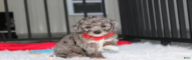  Banjo