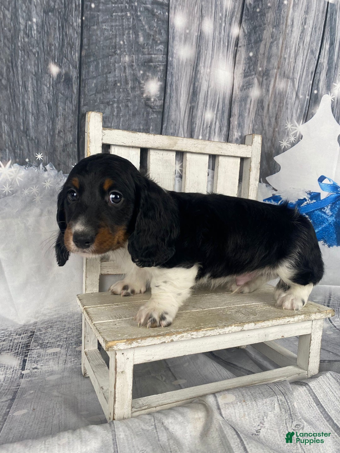 Miniature Dachshund dogs for sale: Oscar - Ad 9