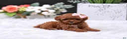 Toy Poodle dogs for sale: Toy Poodle 1 - Ad 2