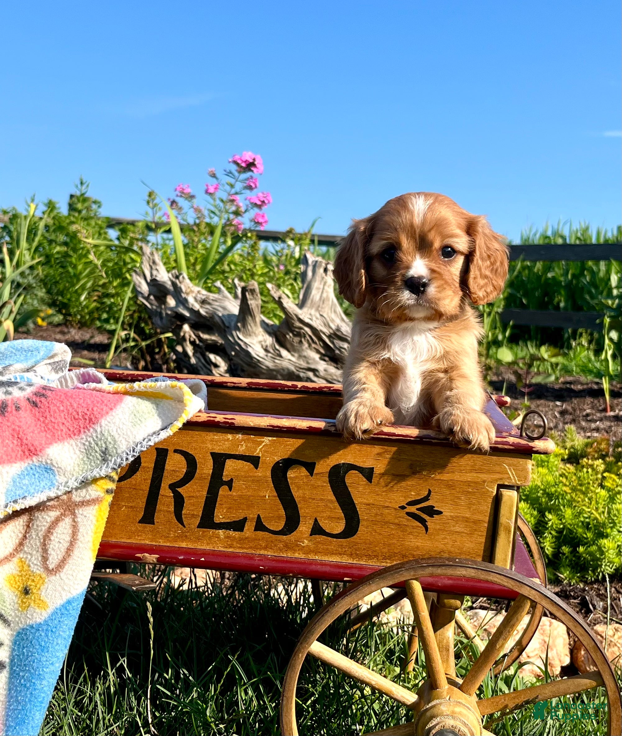 Cavalier King Charles Spaniel dogs Lil Jimmy❤️Heart Tested Momma AKC - Ad 2