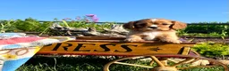 Cavalier King Charles Spaniel dogs for sale: Lil Jimmy❤️Heart Tested Momma AKC - Ad 2