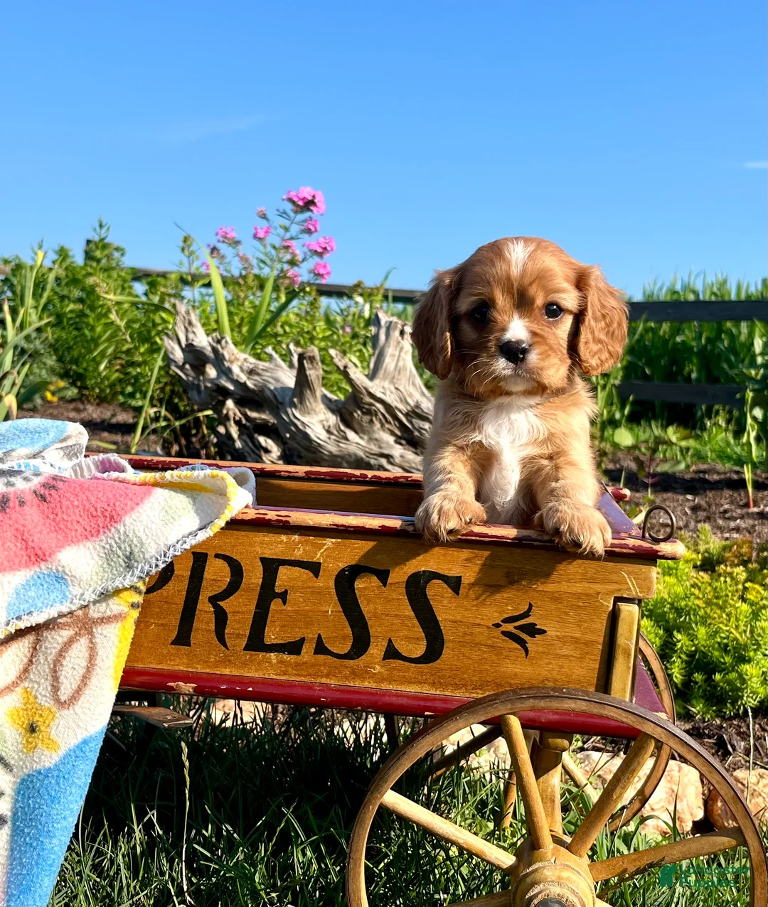 Cavalier King Charles Spaniel dogs for sale: Lil Jimmy❤️Heart Tested Momma AKC - Ad 2