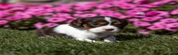 Cavalier King Charles Spaniel dogs for sale: Cavalier King Charles Spaniel 1 - Ad 5