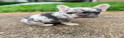 French Bulldog dogs for sale: Nico Poco - Ad 1