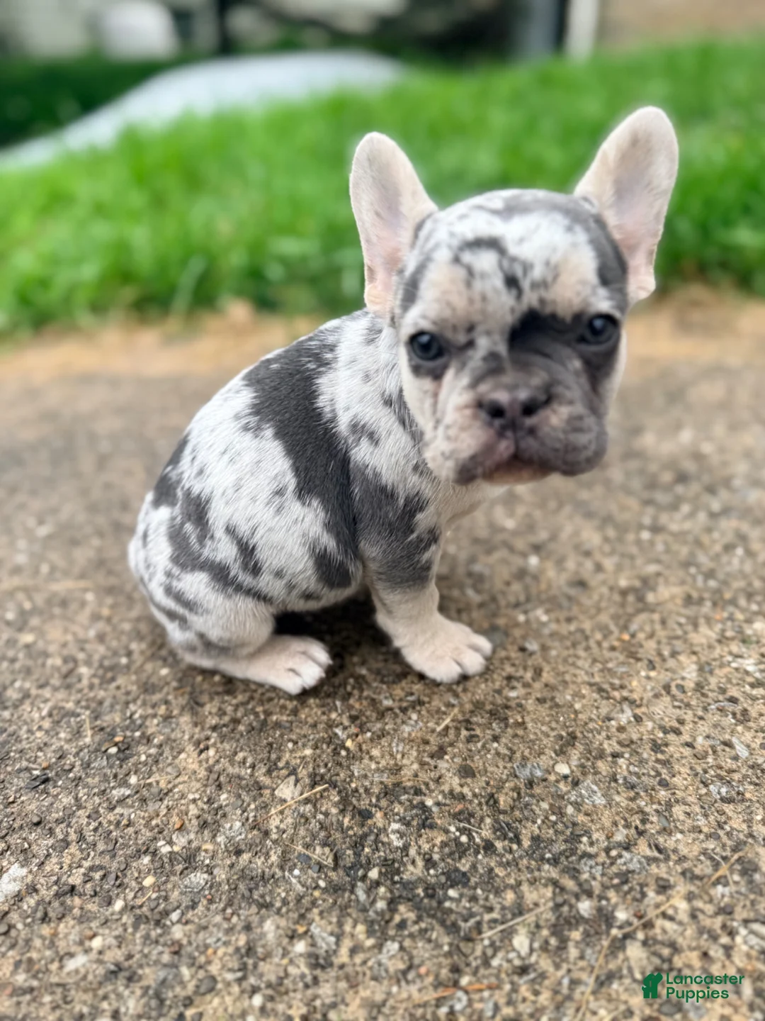 French Bulldog dogs for sale: Nico Poco - Ad 1
