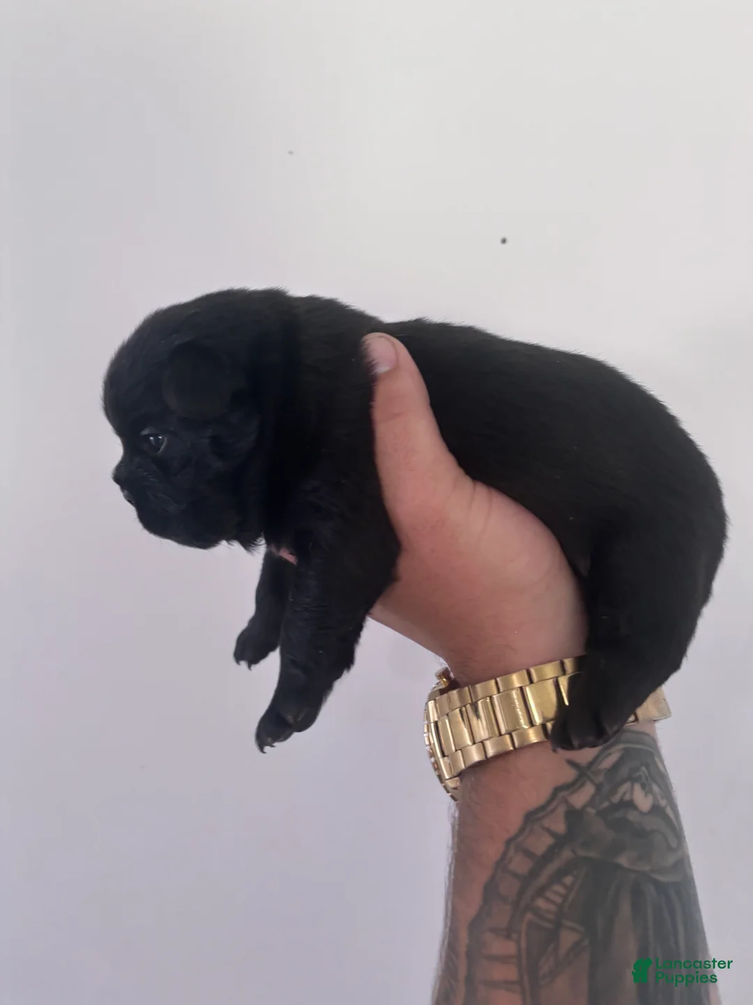 French Bulldog dogs for sale: Puppy 6 - Ad 2